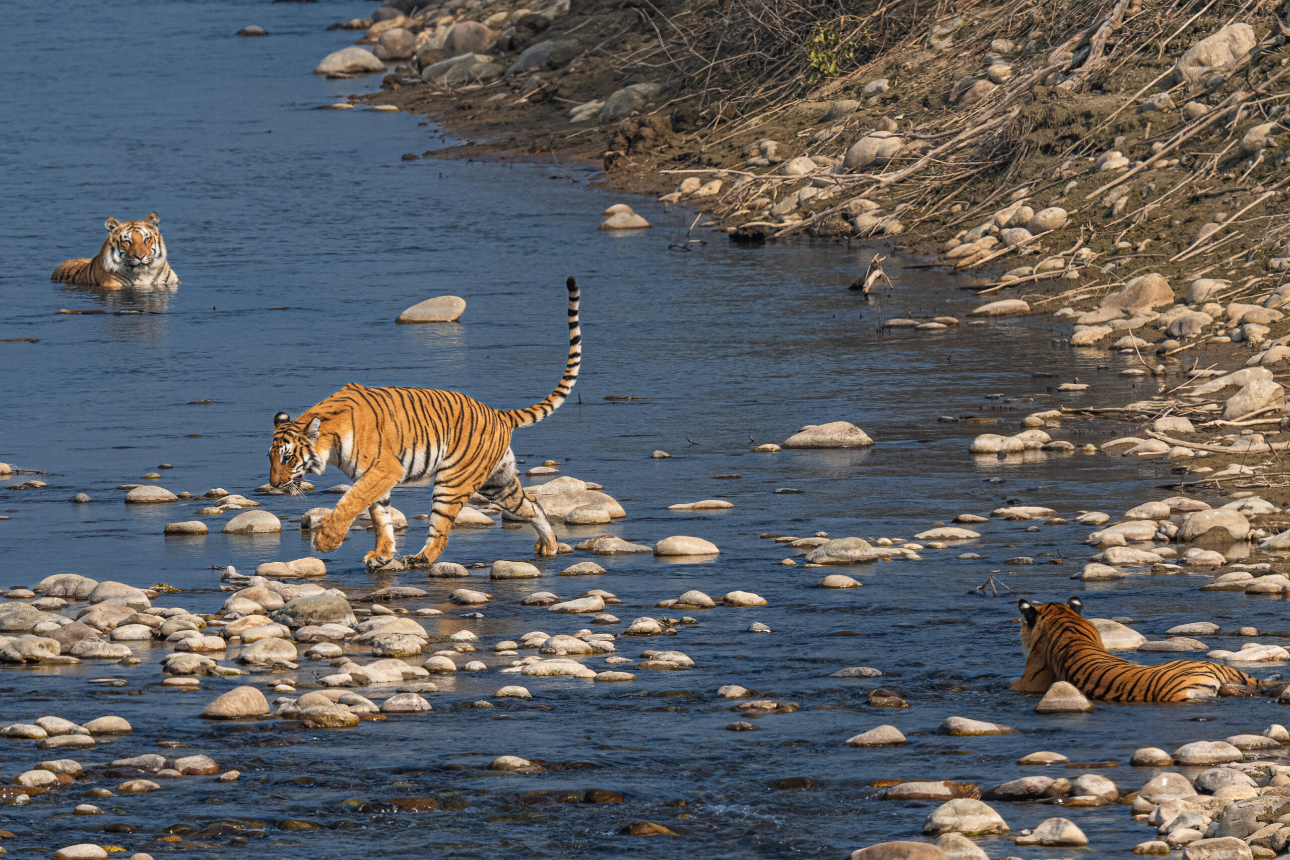 Jim Corbett National Park: The Complete Wildlife Photography Guide