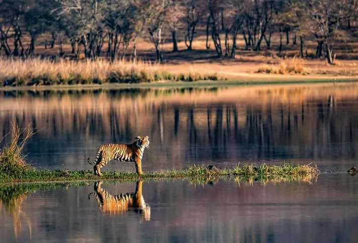 Ranthambore