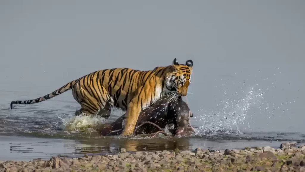 Tadoba-Andhari
