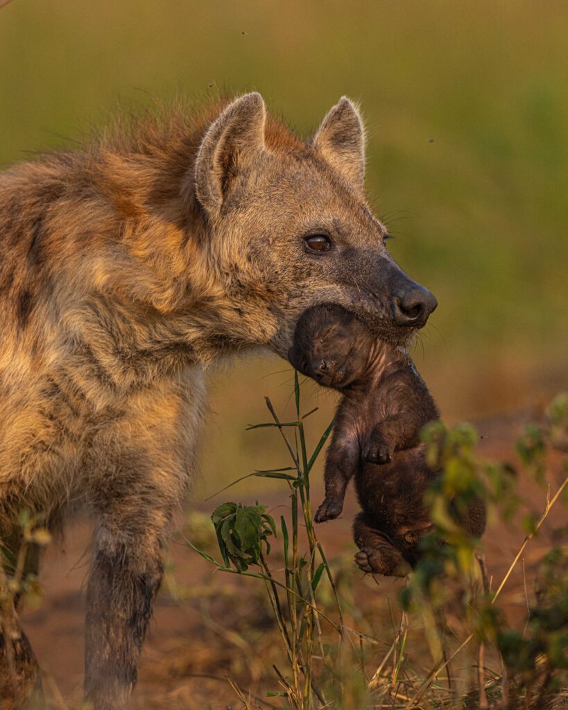 hyena pups