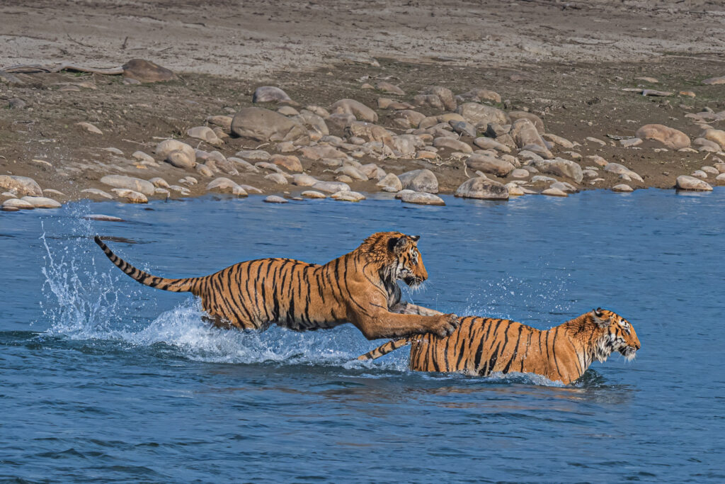 tiger sighting in the wild