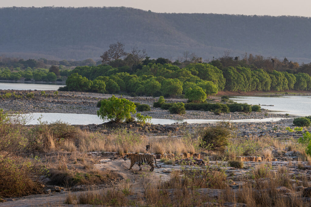 Tiger Safaris