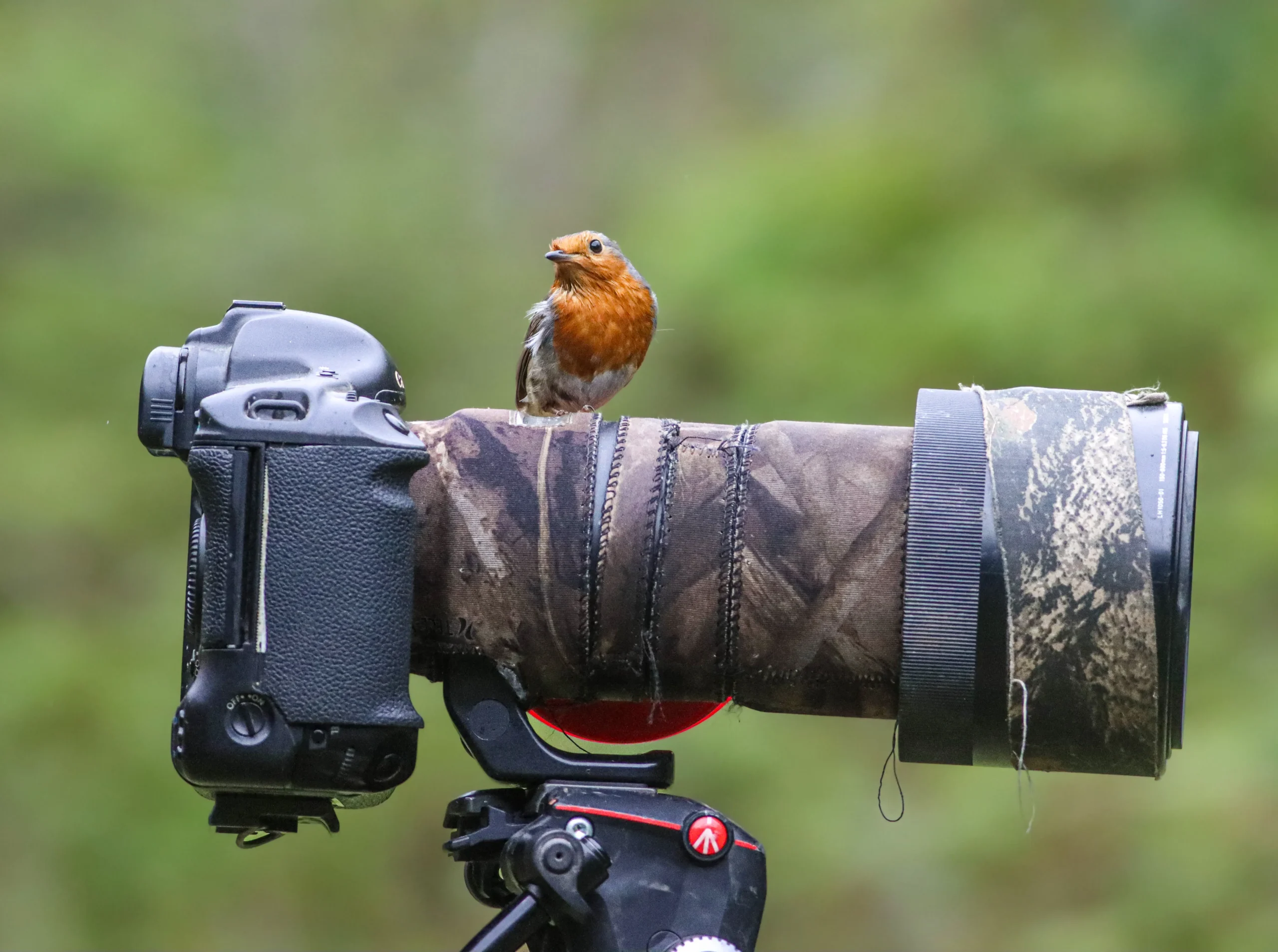best camera for wildlife photography in India