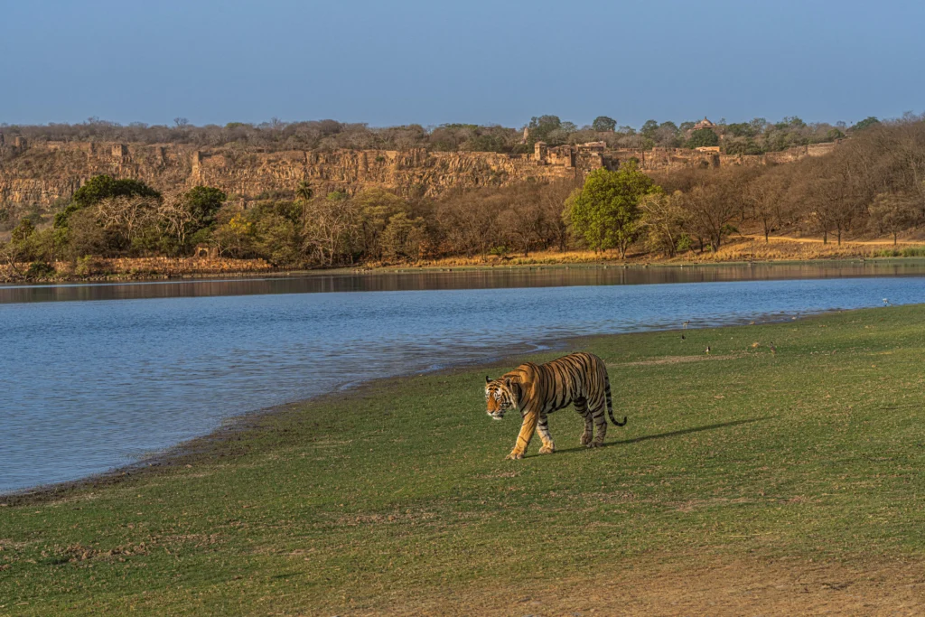 Unique Wildlife Photography