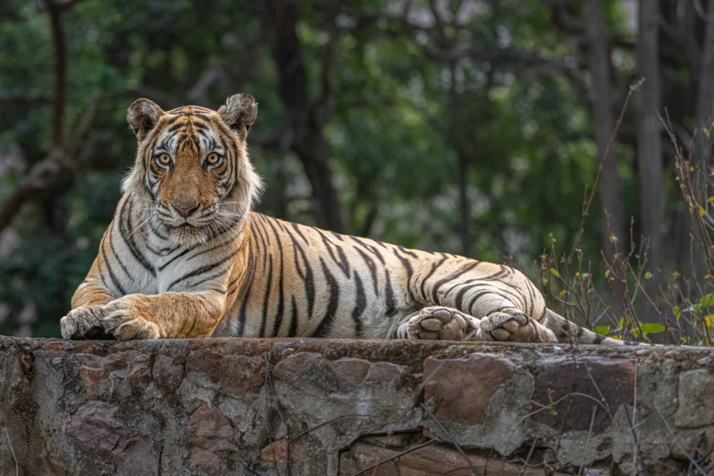 Tiger Sightings