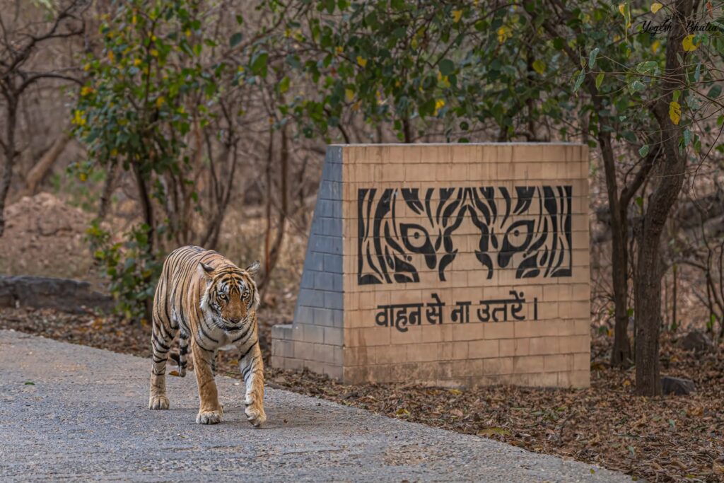 Ranthambore Tiger Photography Workshop