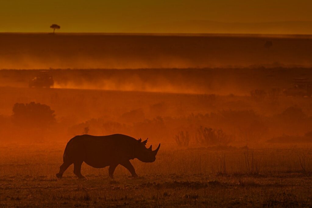Masai Mara Wildlife Photography