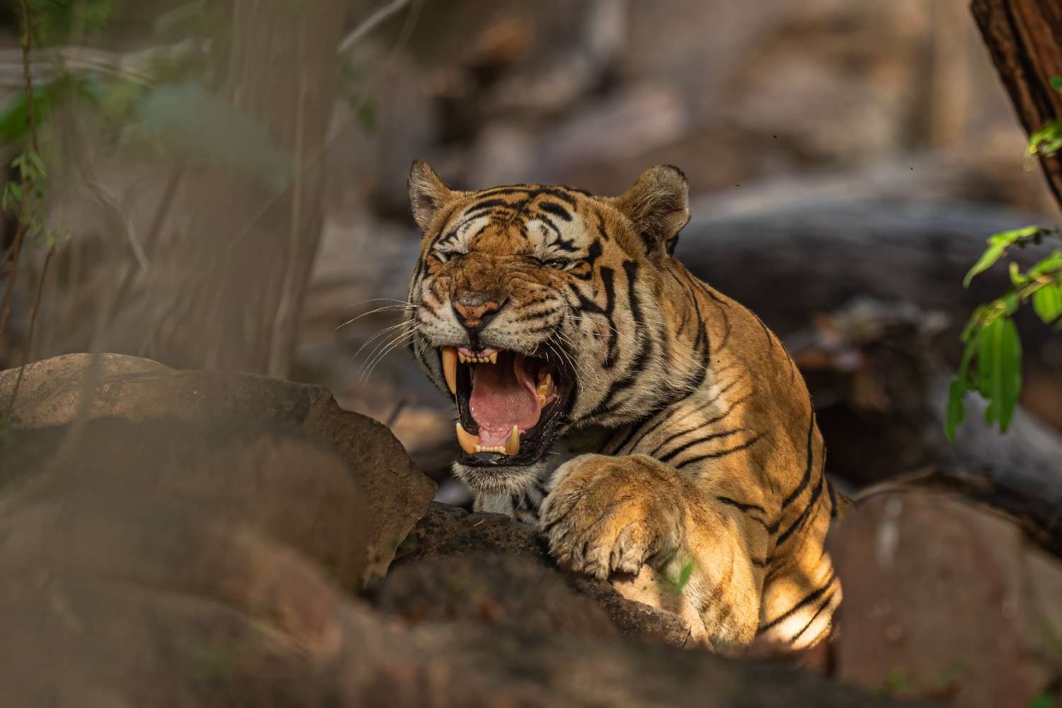 Panna Tiger Reserve