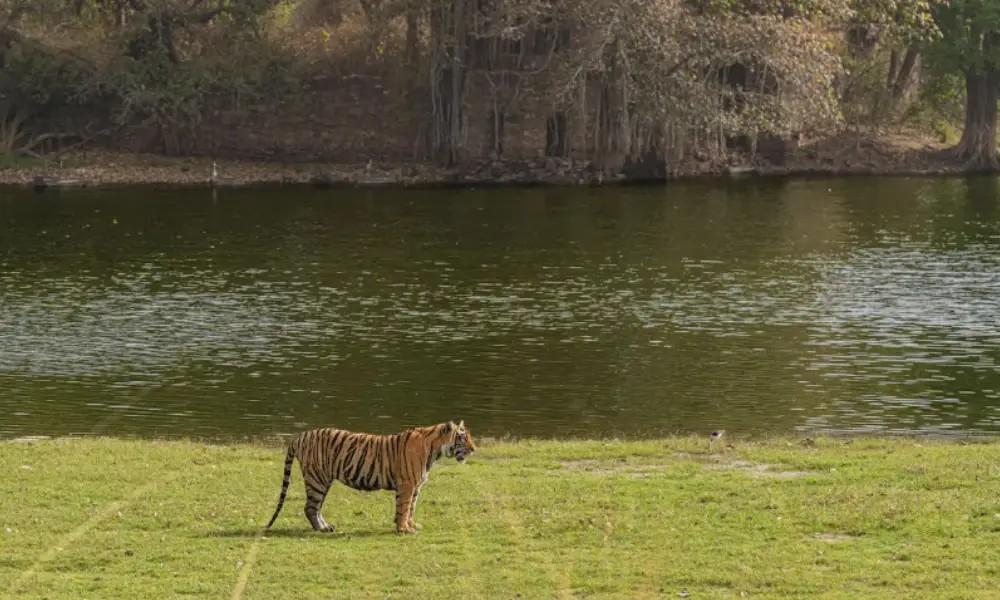 Ranthambore vs. Kanha vs. Bandhavgarh