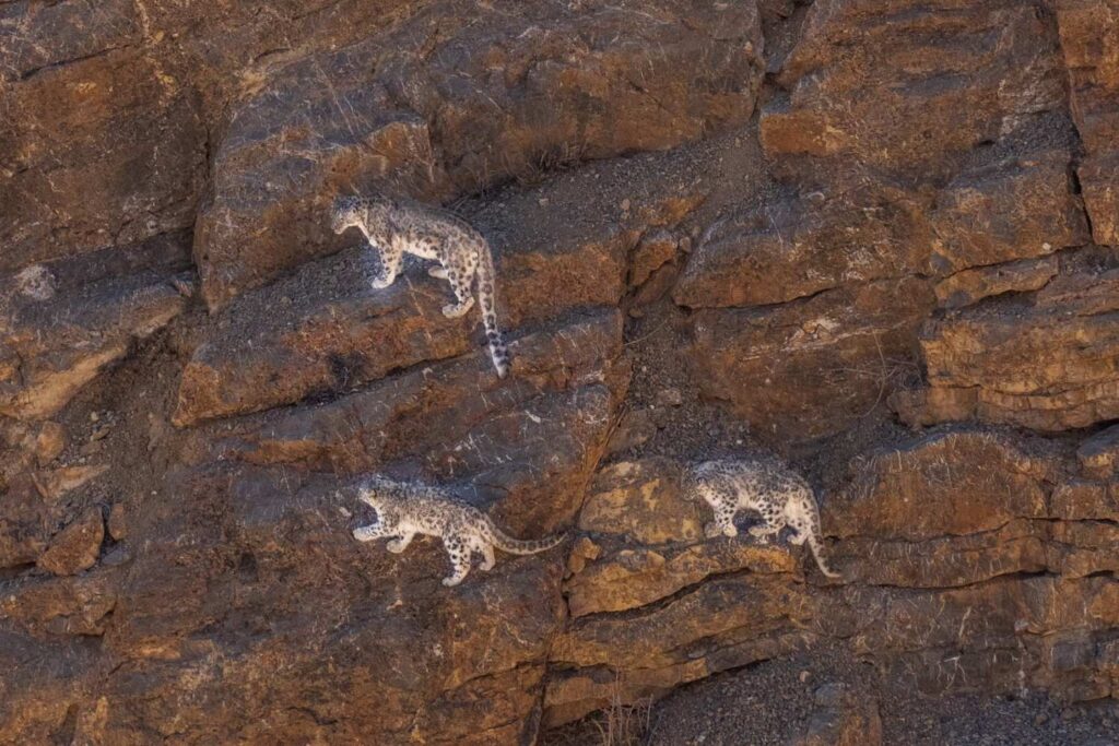 Snow Leopards
