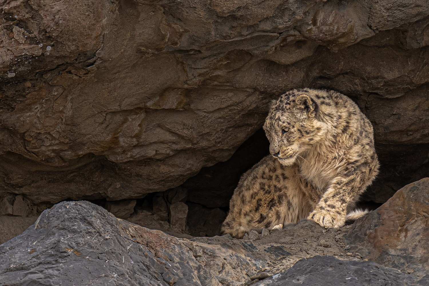 Snow Leopards in Spiti Valley