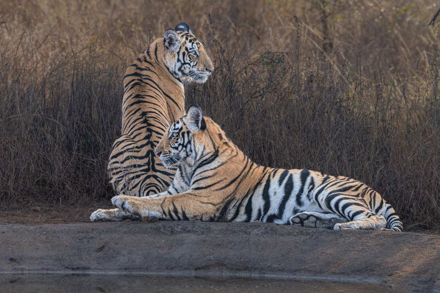 Top 7 National Parks in India for Wildlife Photographers