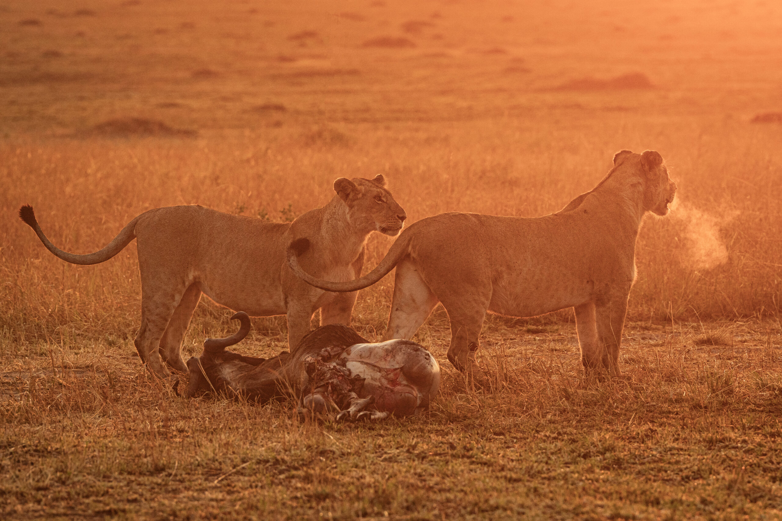 Get Sharp Wildlife Photos from a Moving Safari Jeep