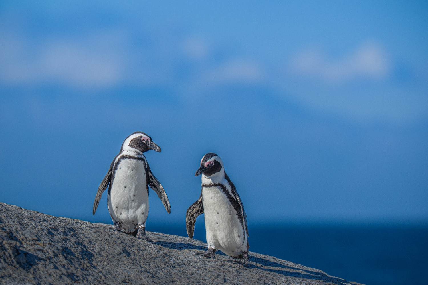 Camera Settings for Wildlife Photography in India