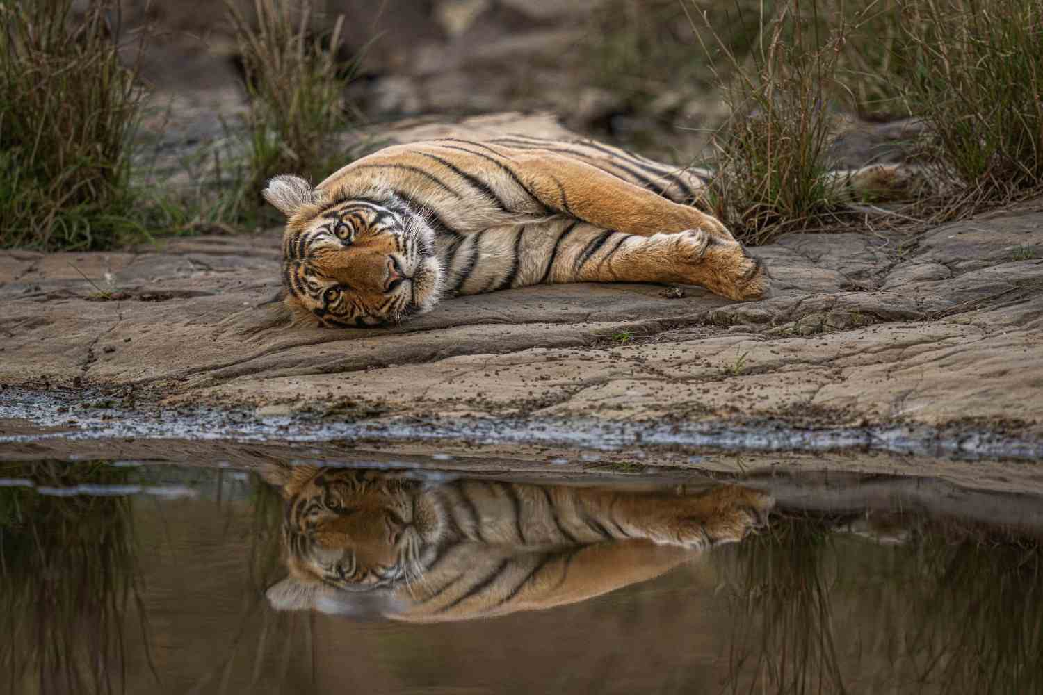 How Photographs Tigers