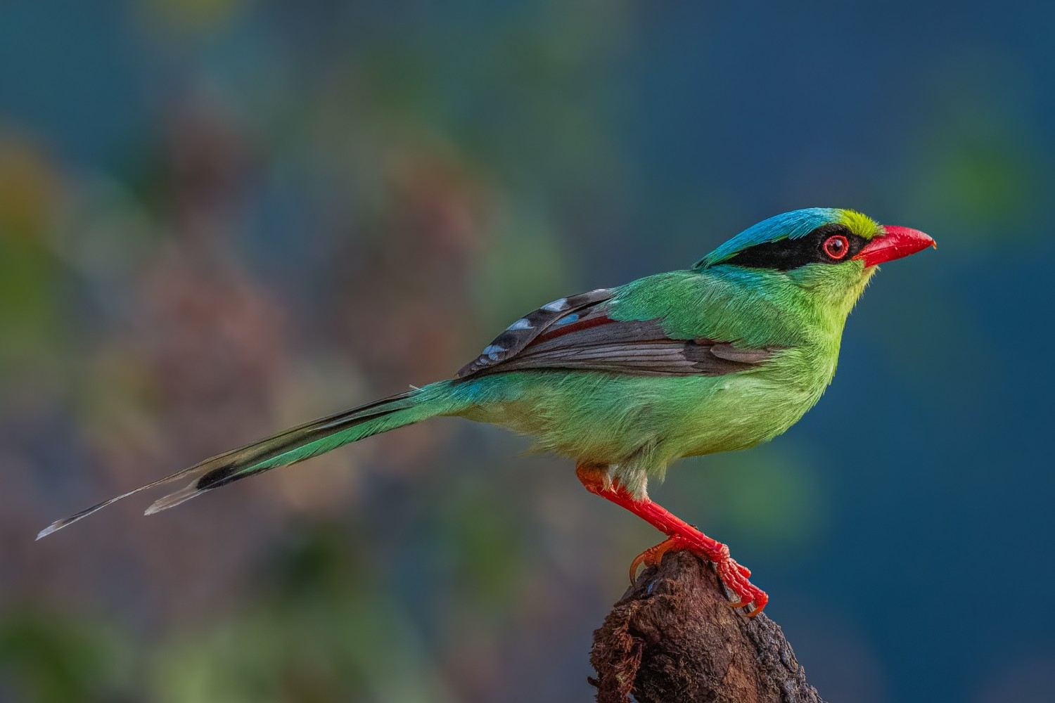 How to Become a Wildlife Photographer in India